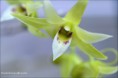 /album/prave-kvete/dendrobium-officinale2-jpg/